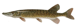 Chain Pickerel